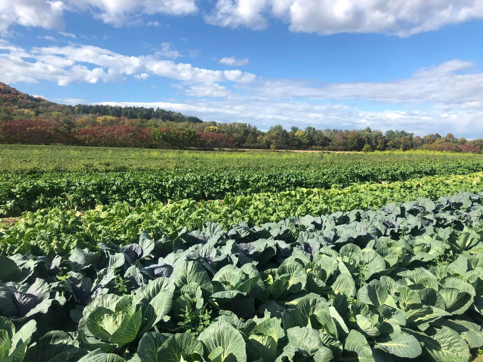 Jericho Settlers Farm