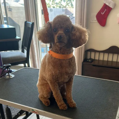 Paws R Us In-Home Mobile Grooming