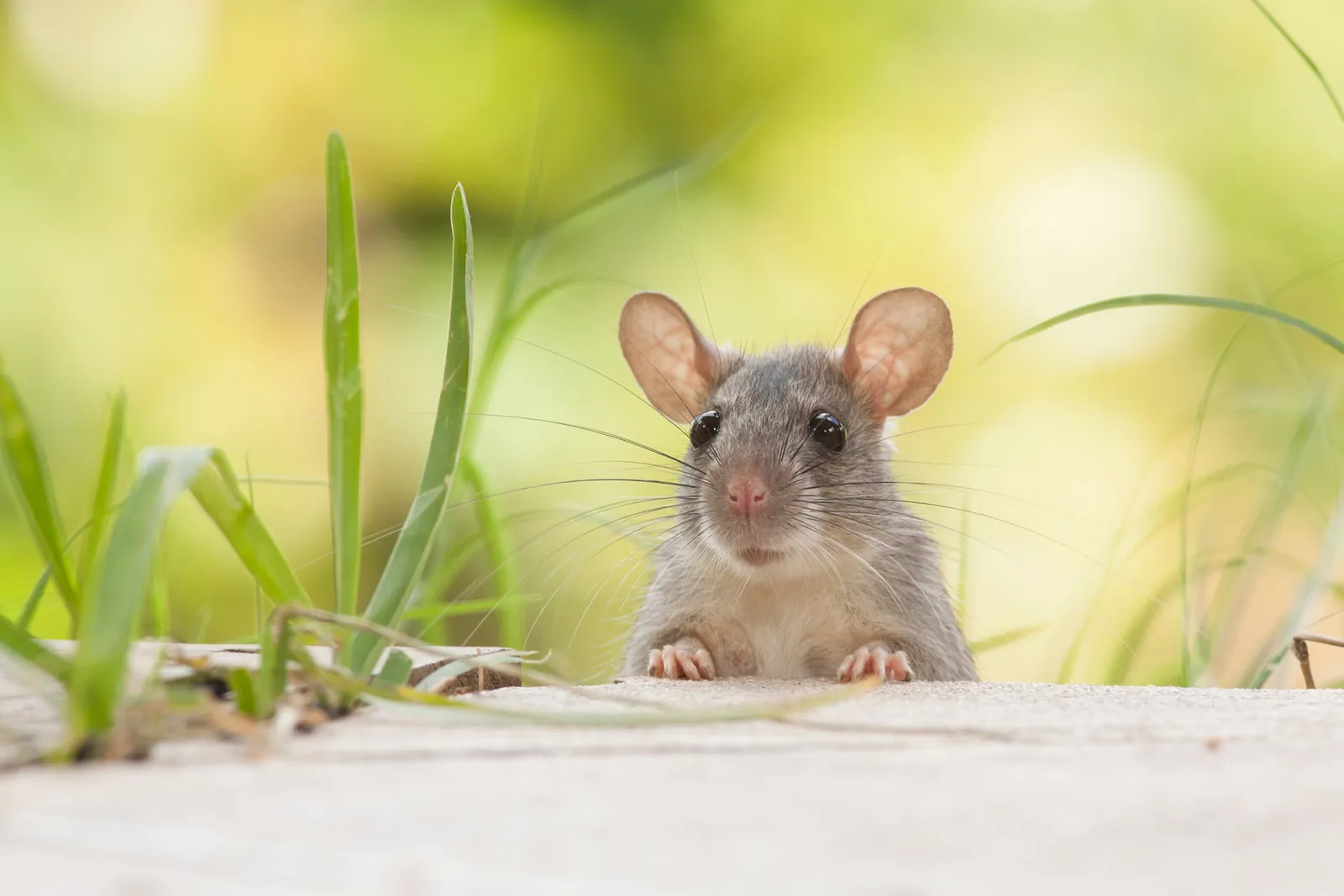 Hicks Pest Control