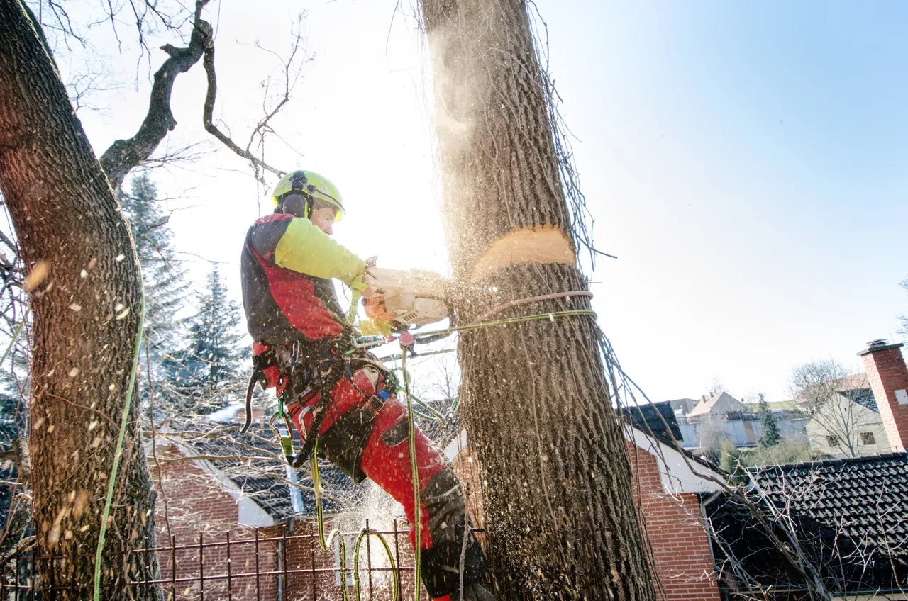 The Tree Firm