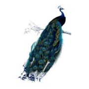 Blue Peacock Antiques logo