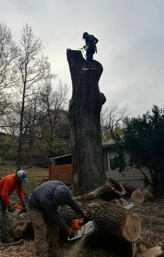 Squirrel Master Tree Services LLC