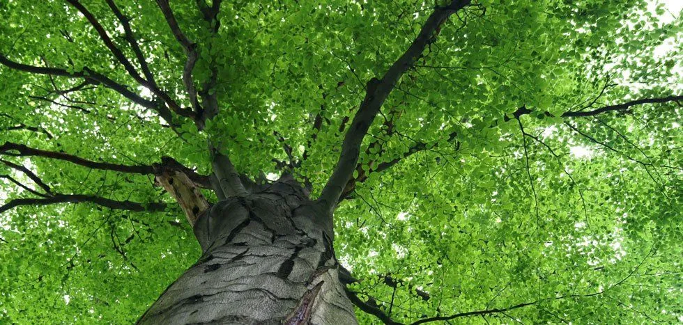Drefs Tree Service
