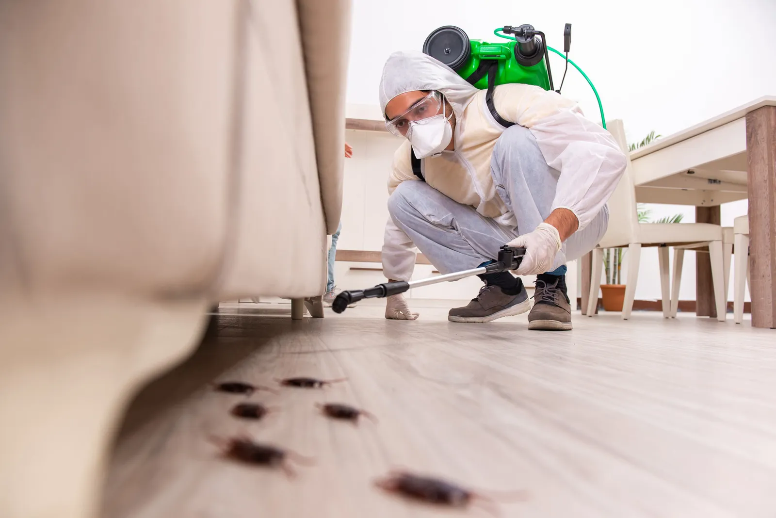Expert Pest Control