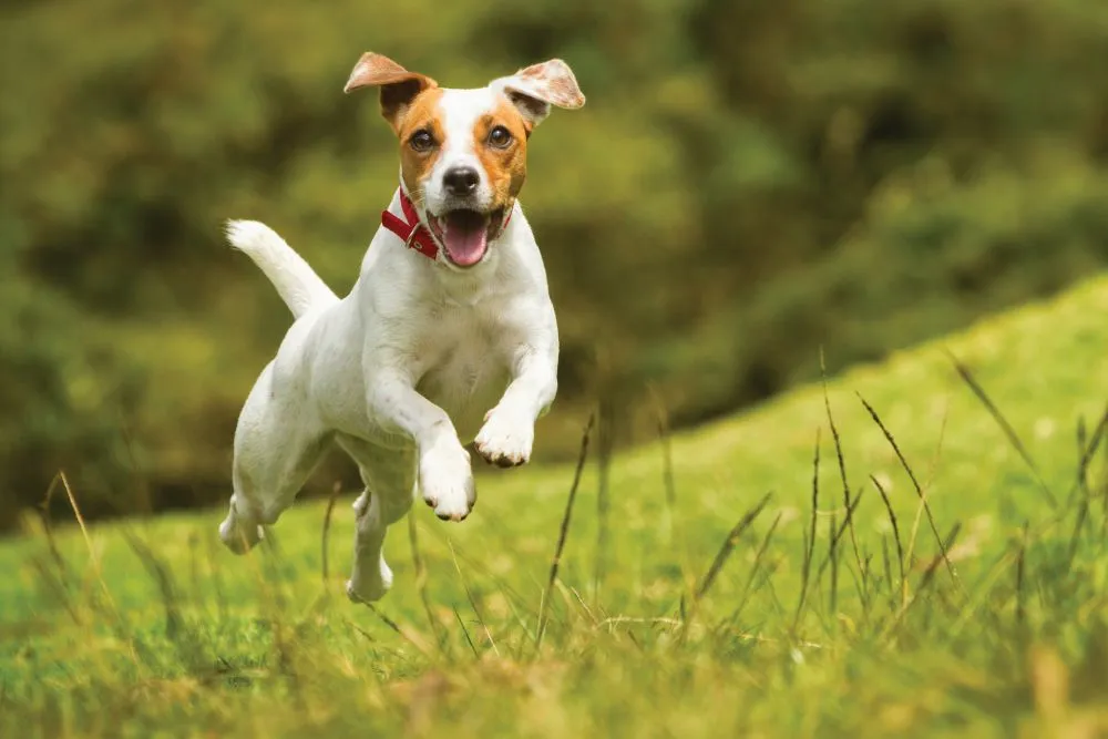 Peachtree Pets