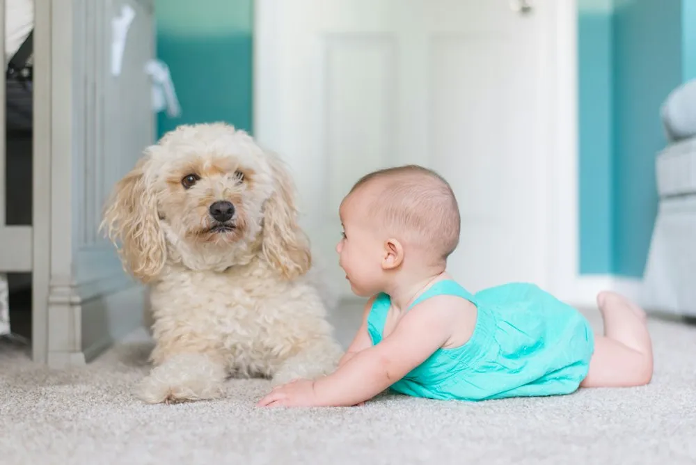 Louisville Kwik Dry Total Cleaning