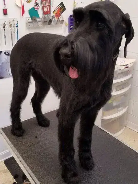 Decker's Paw Spa