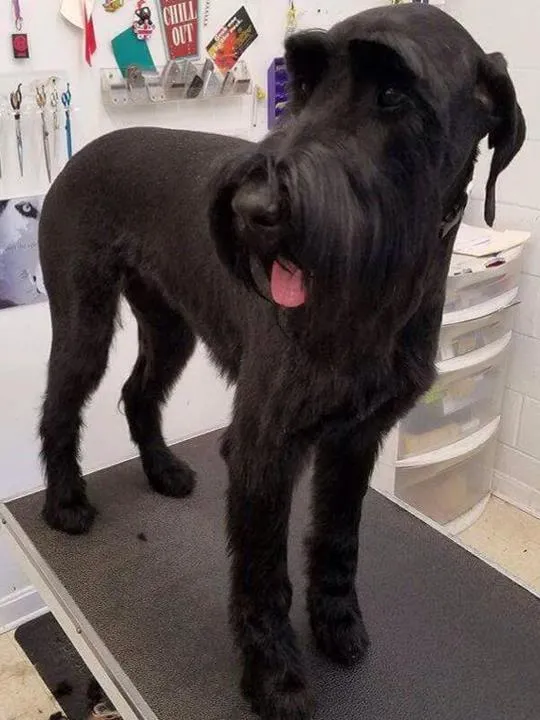 Decker's Paw Spa