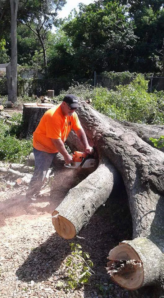 A & A Tree Service
