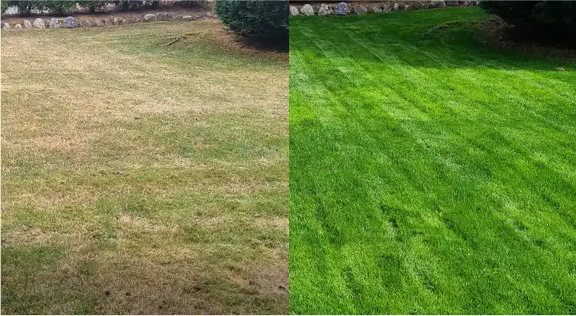 TruGreen Lawn Care Service