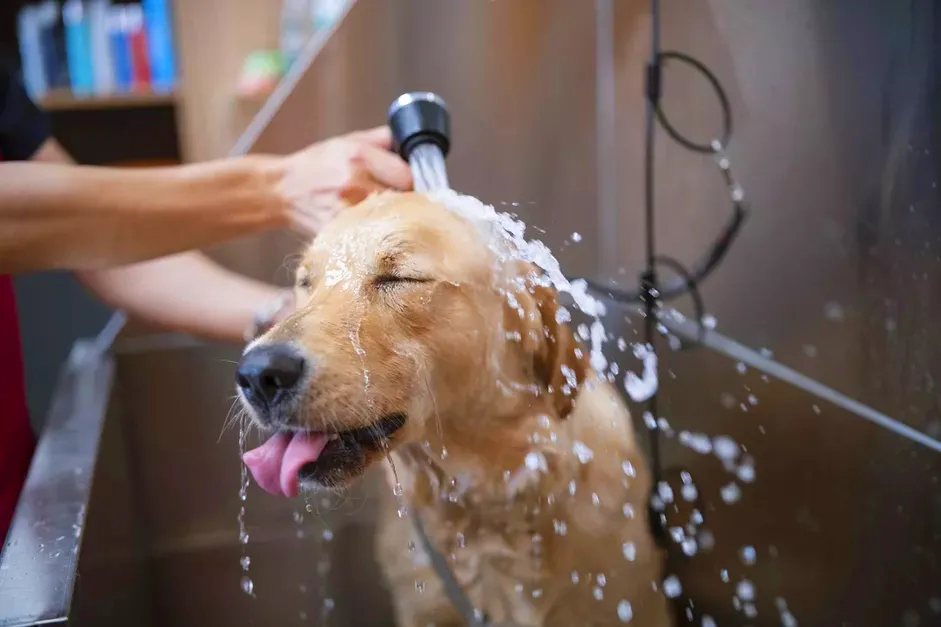 K9 Splash-N-Dash