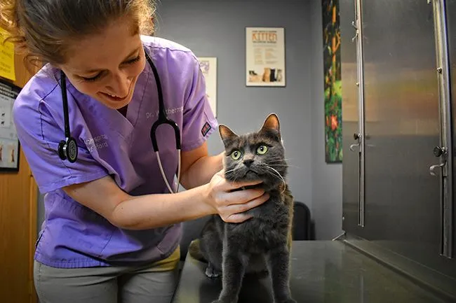 Animal Hospital of Waterford