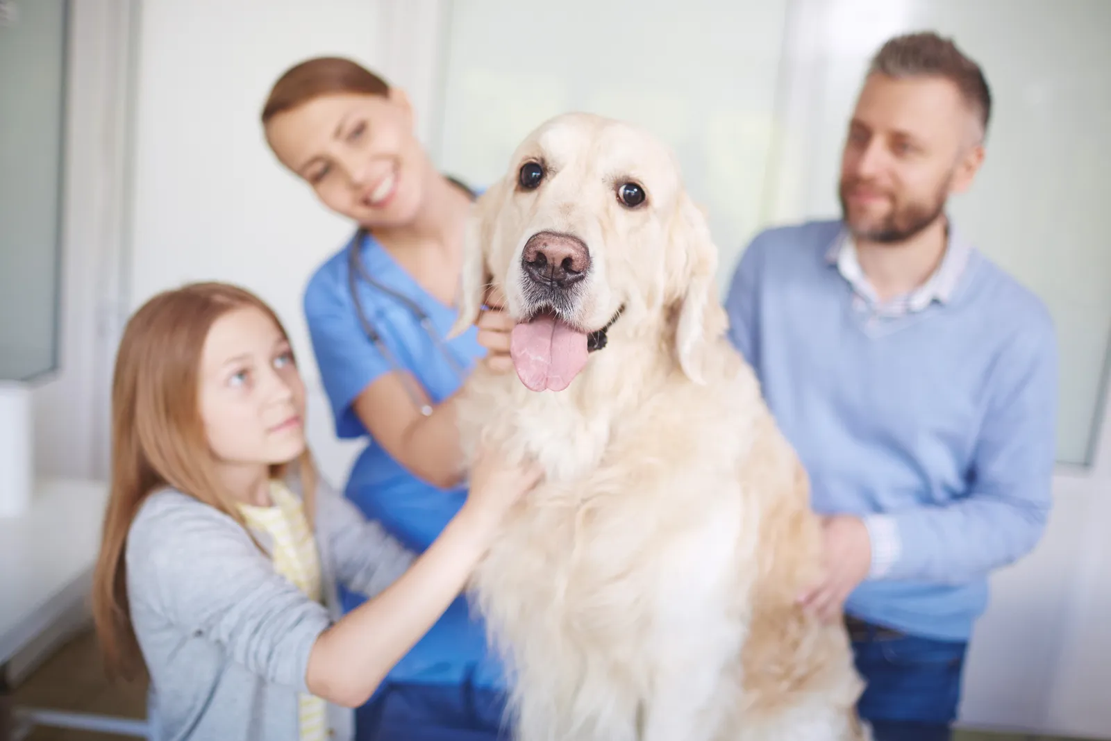 Denbigh Animal Hospital