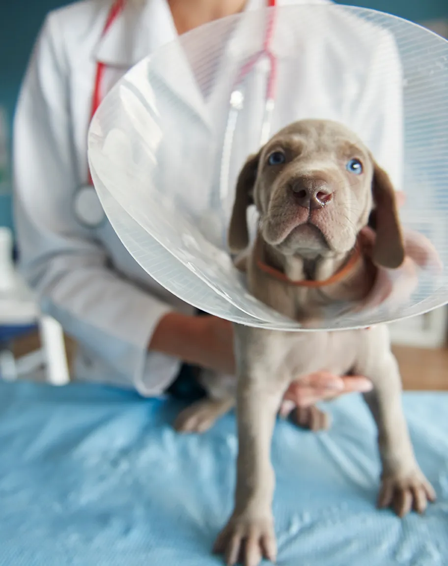 Midwest Veterinary Supply