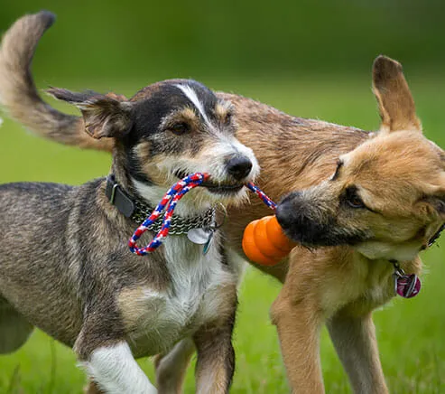 Puppy Play & Stay