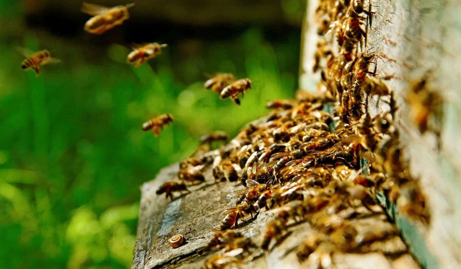 Veterans Pest Control