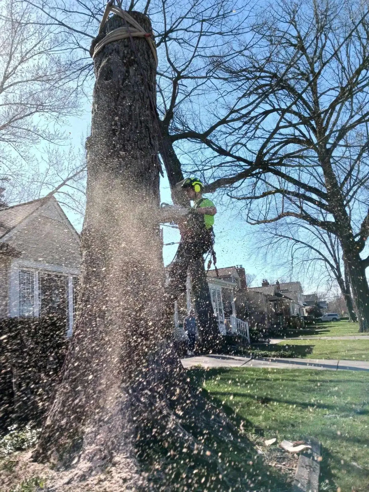 Tree Service of Troy