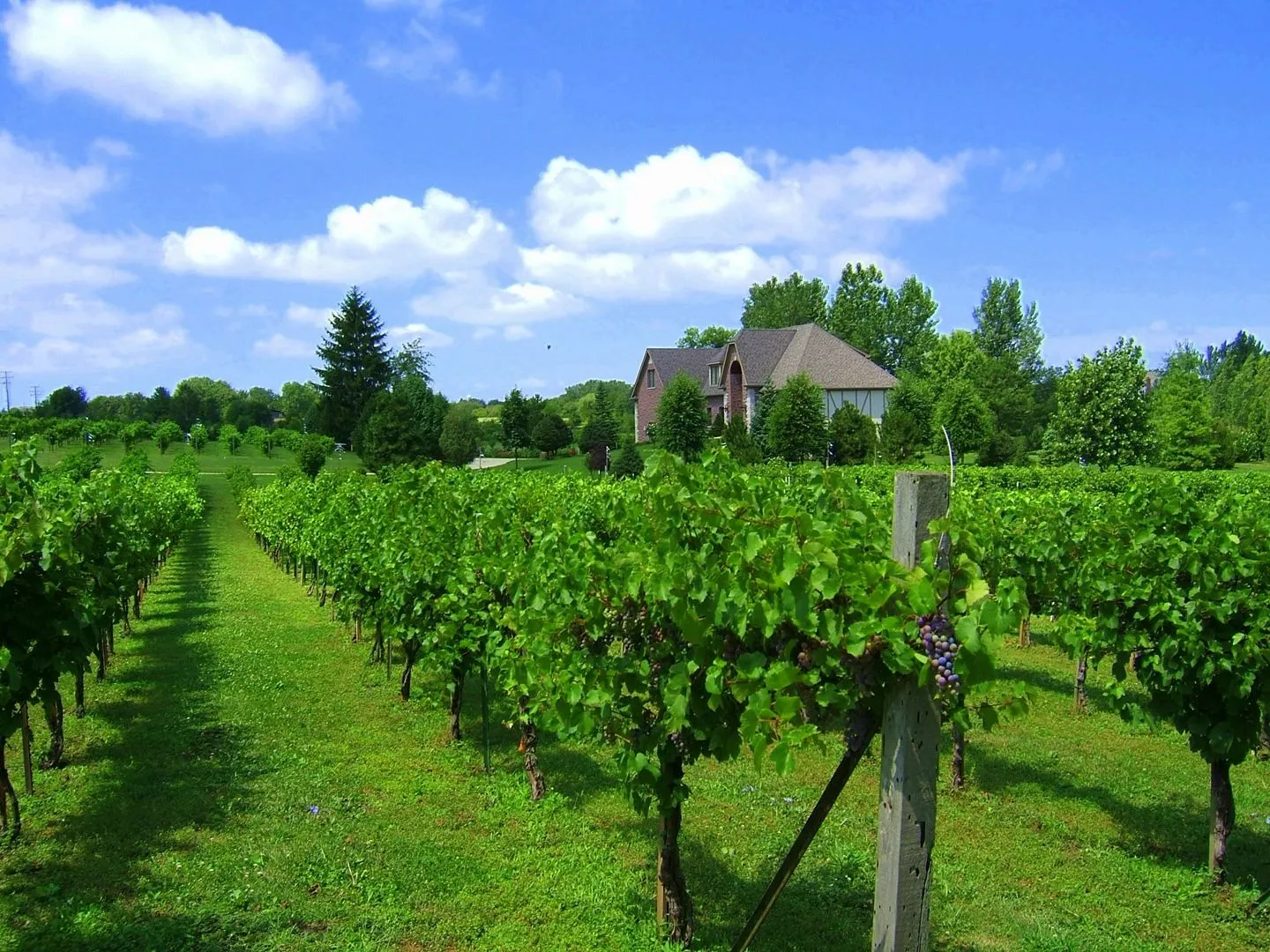 Valentino Vineyards Inc.