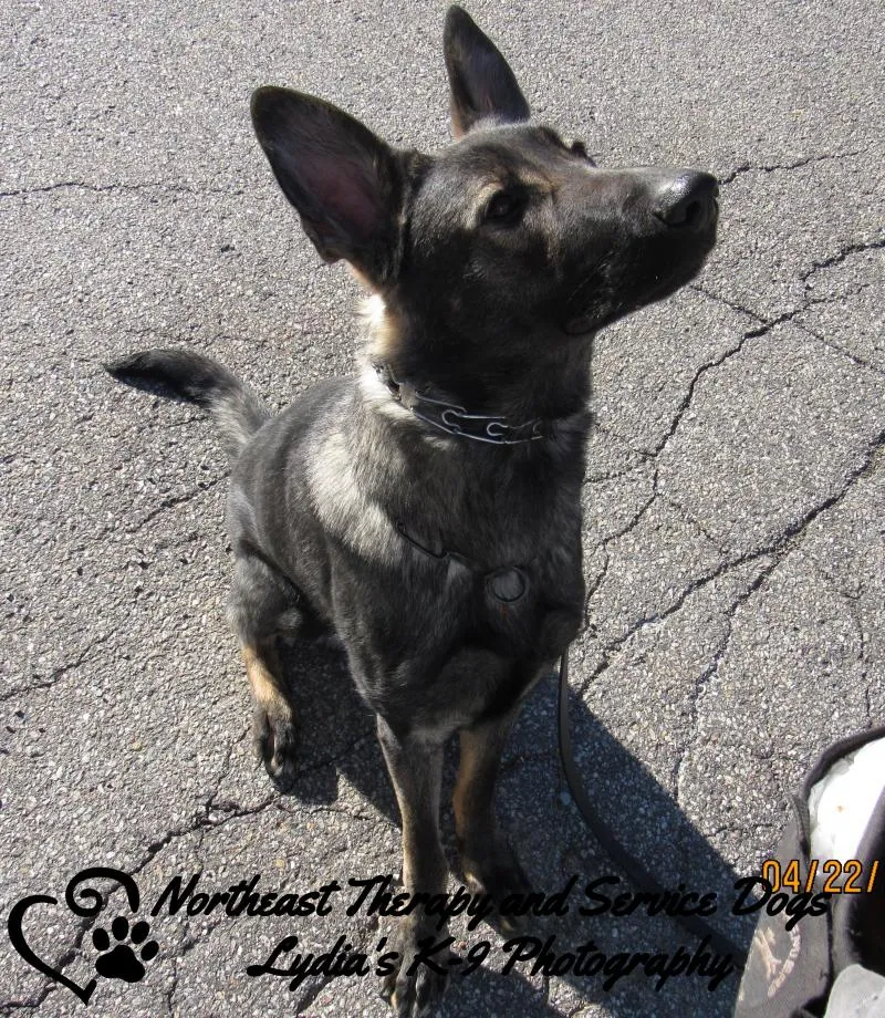 Northeast Therapy and Service Dogs