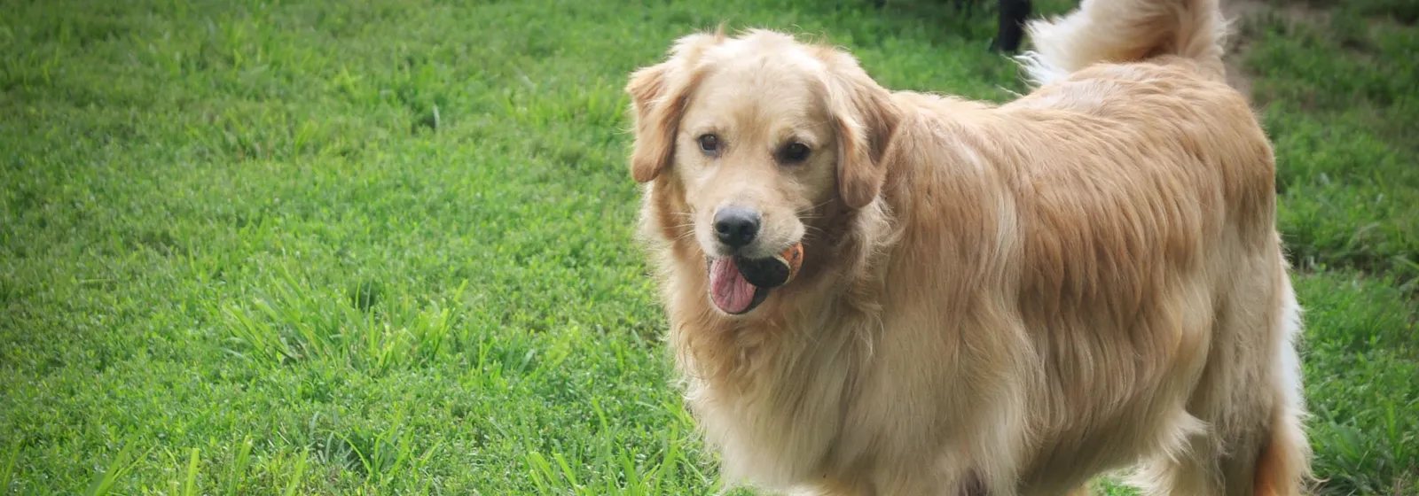LaBest Pet Resort and Spa