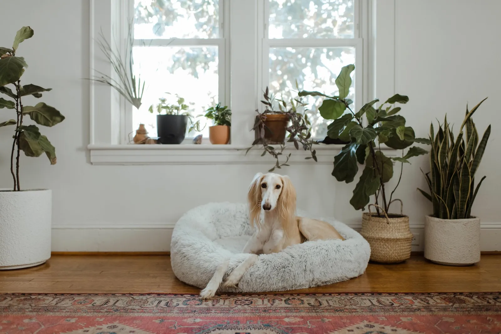 BARK A Salon For Dogs