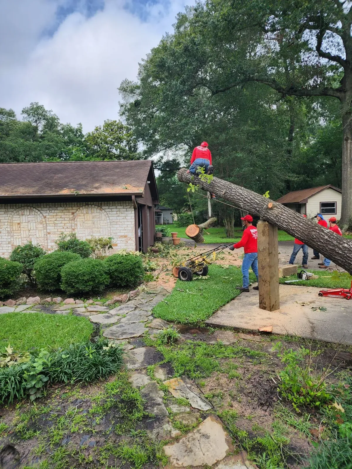 Branch Boss Tree Co.