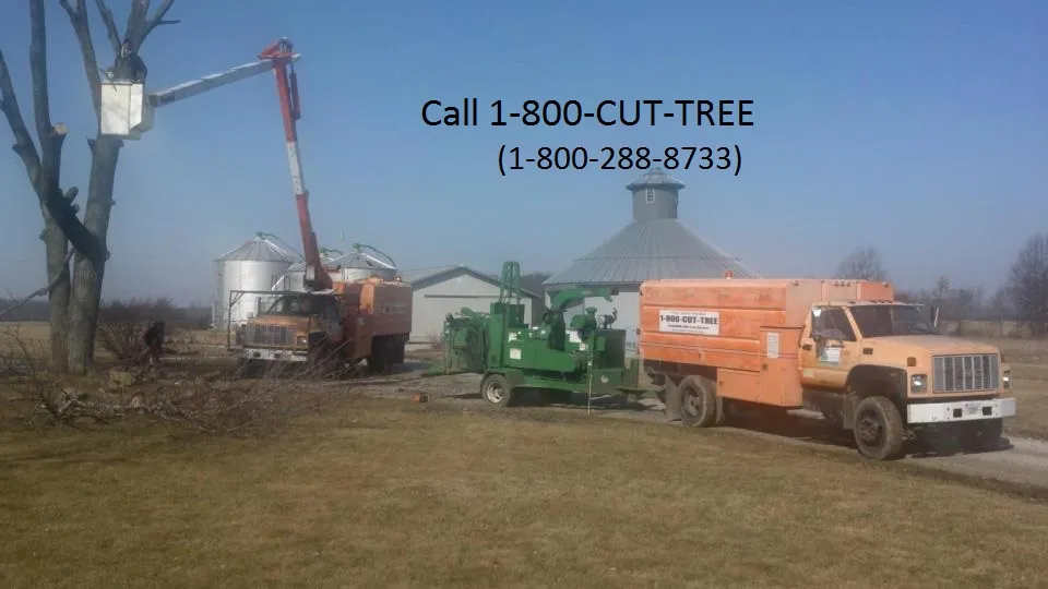 Jason Pence Tree and Stump Service