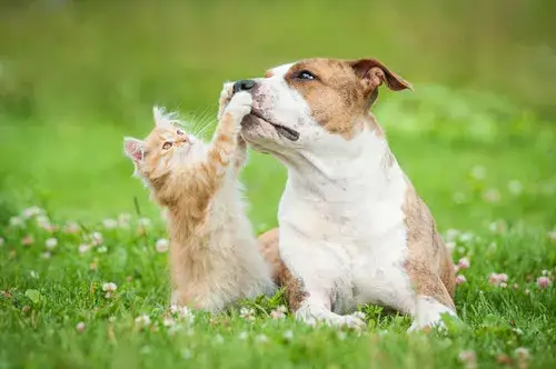 Intermountain Pet Hospital - Nampa