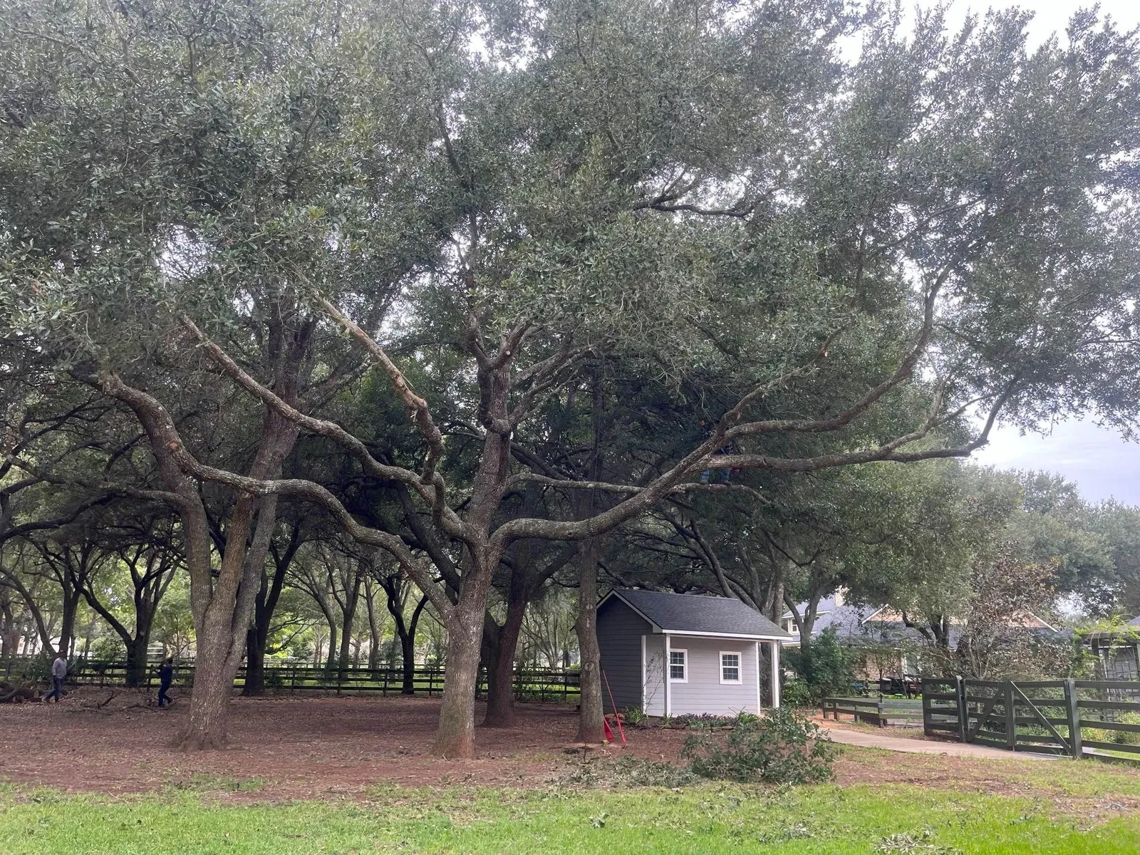 Fulshear Tree Service
