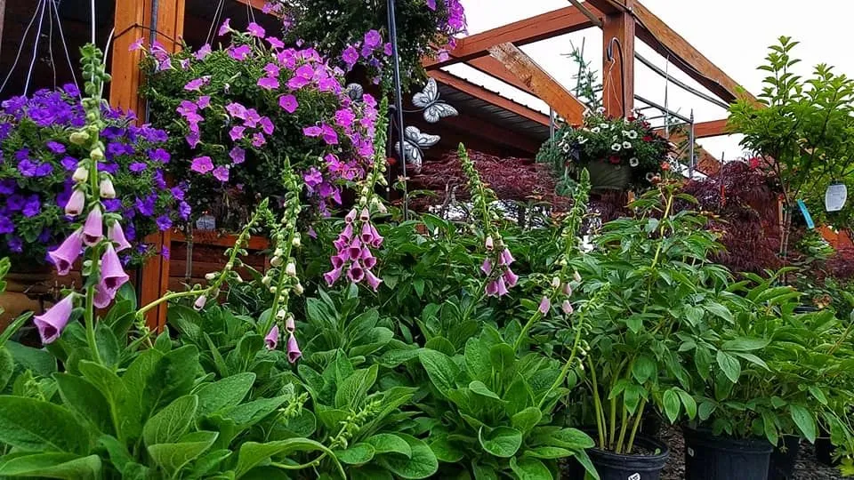 Broadview Landscaping & Nursery