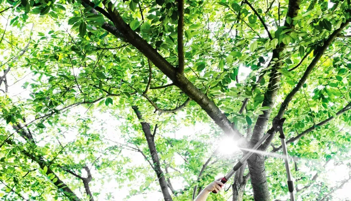 Advanced Tree and Stump Removal LLC