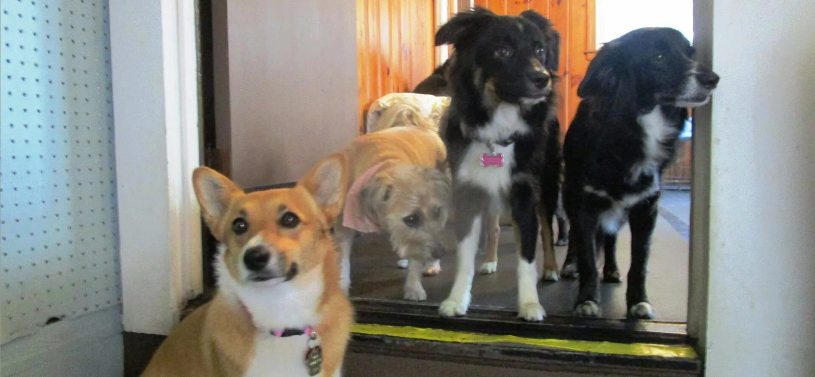 Camp K-9 Resort