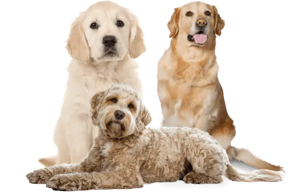 Mejias Pet Grooming