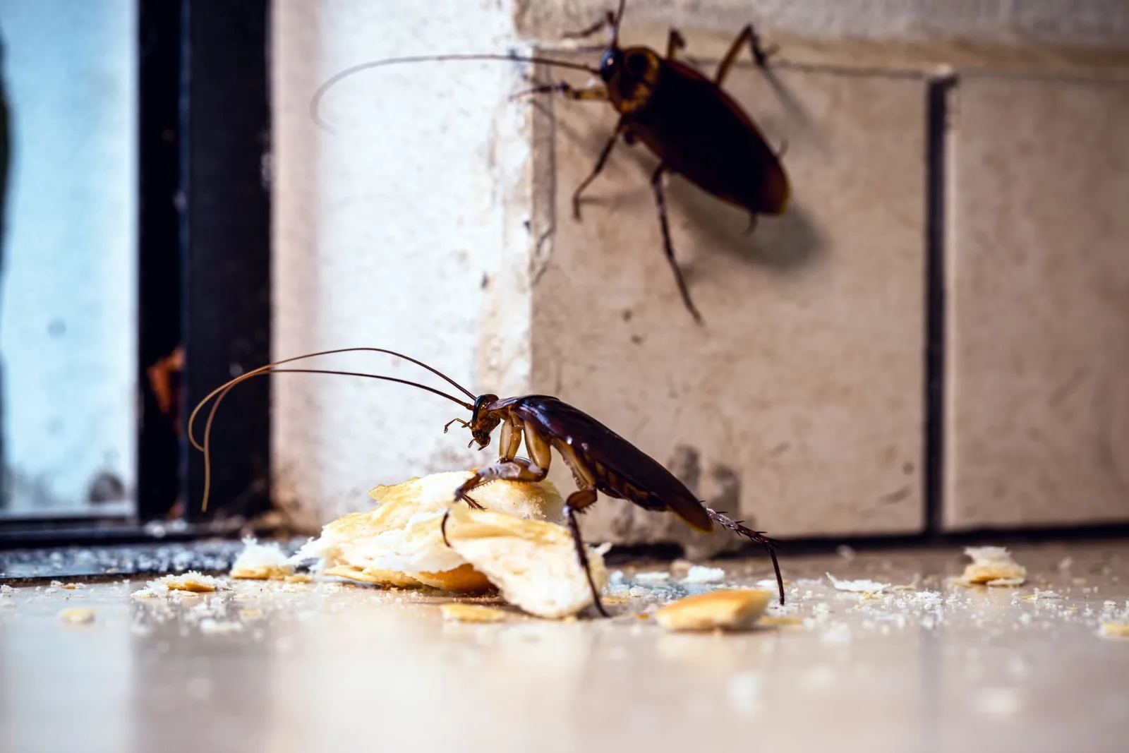 Blue Rose Pest Control
