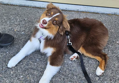 All About Canines