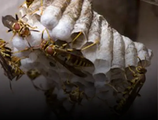 Bee Control Pittsburgh