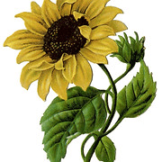 Summers Skin Rejuvenation Spa logo
