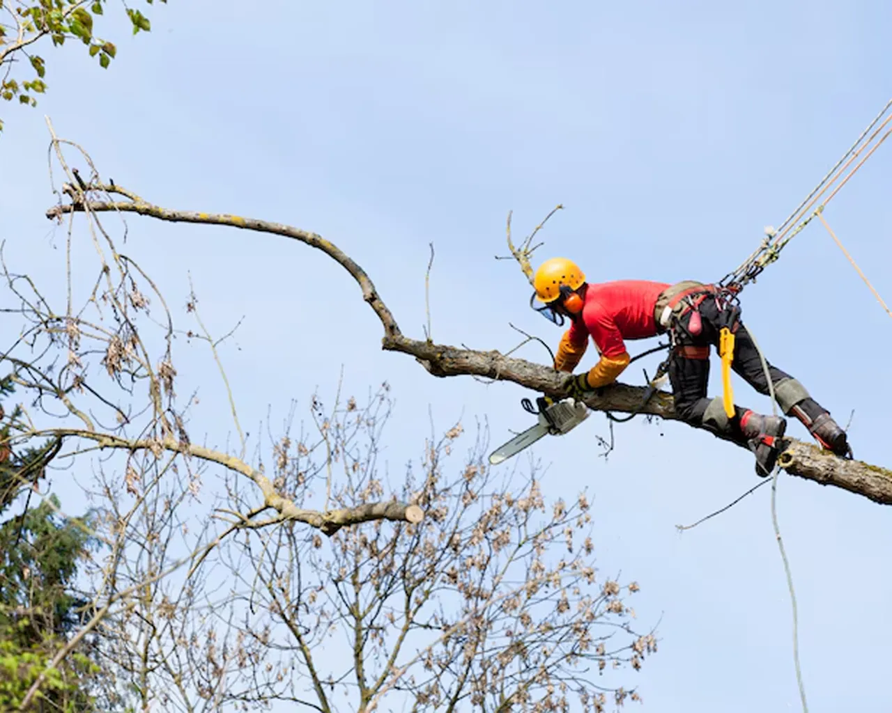 AAA Tree & Landscaping