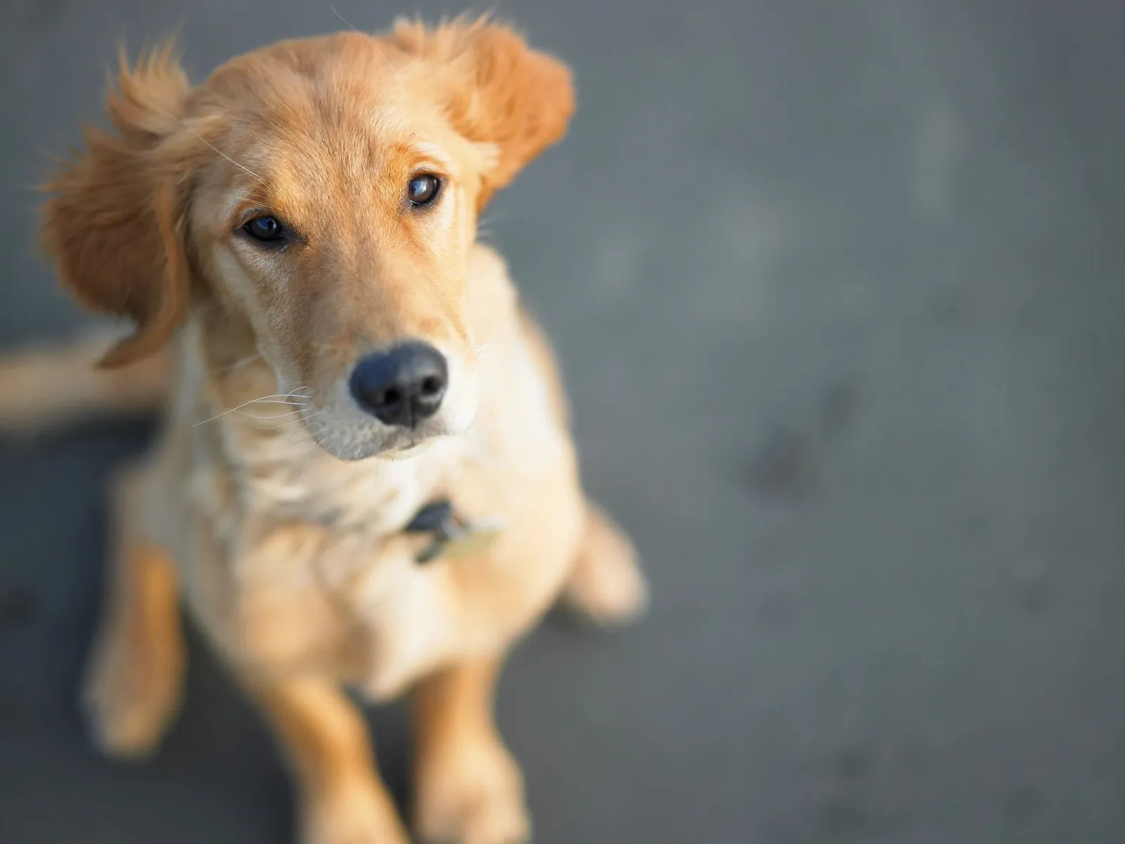 Delightful Dog Training & Pet Care