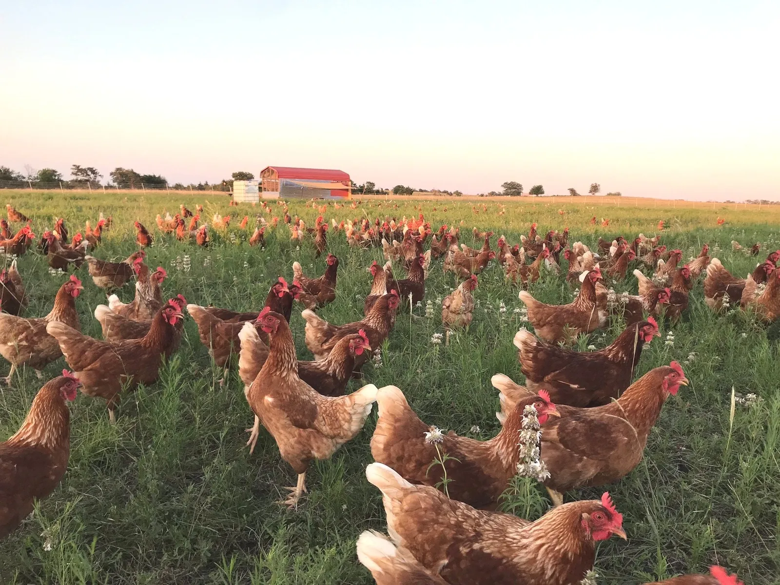 Local Pastures