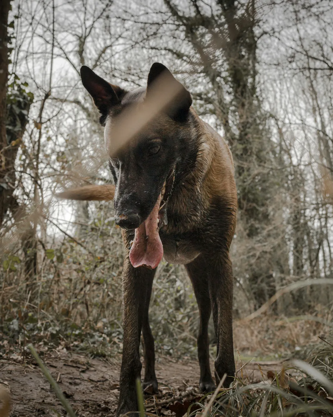 Triple Threat K9
