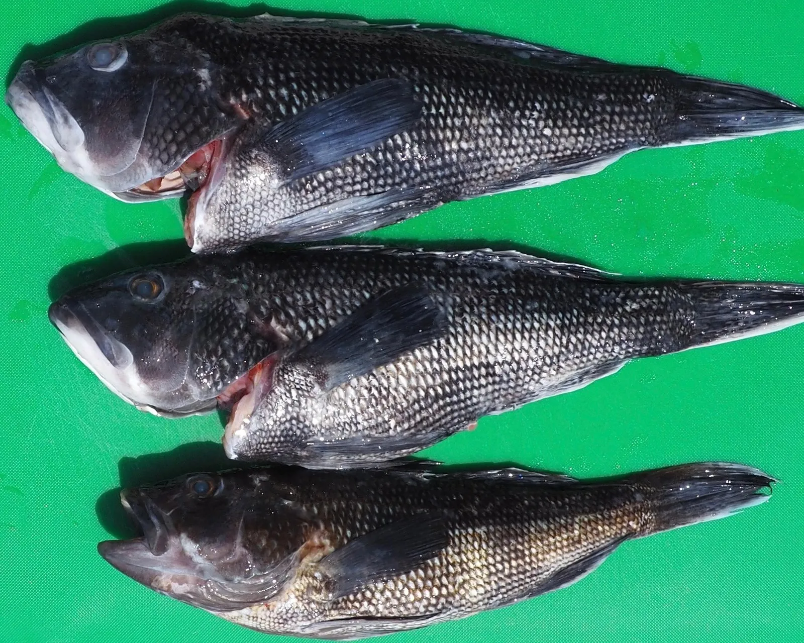 FEARLESS FISH