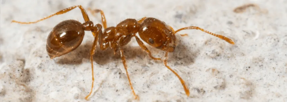Chemi-Pure Termite & Pest Control