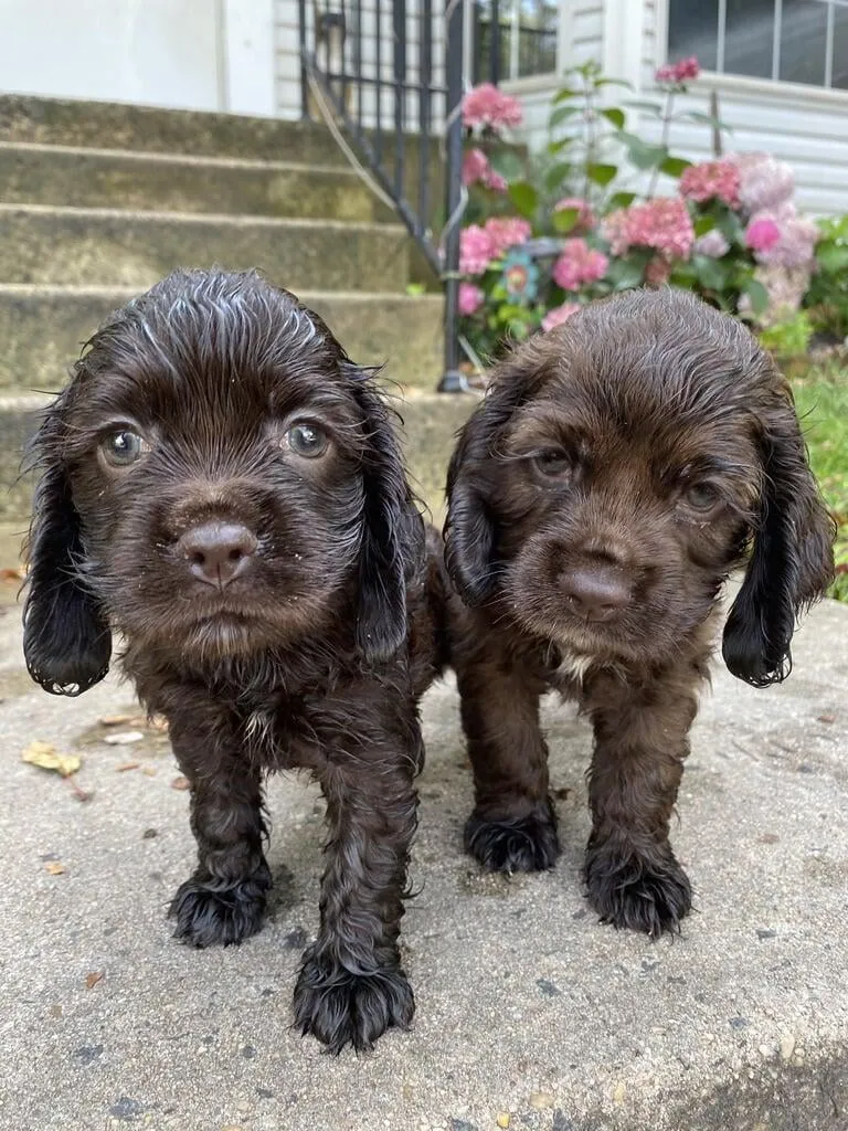 Twins Pets Grooming salon & Boutique