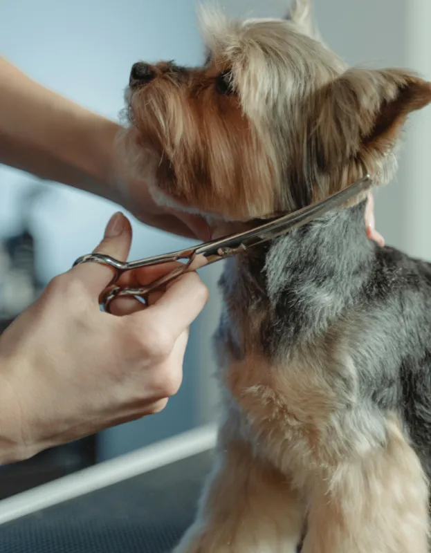 Fur-iendly Grooming