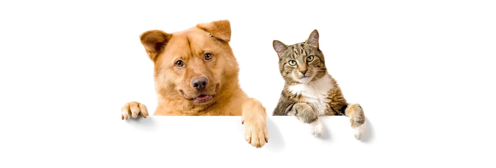 Dog Daycare Everett