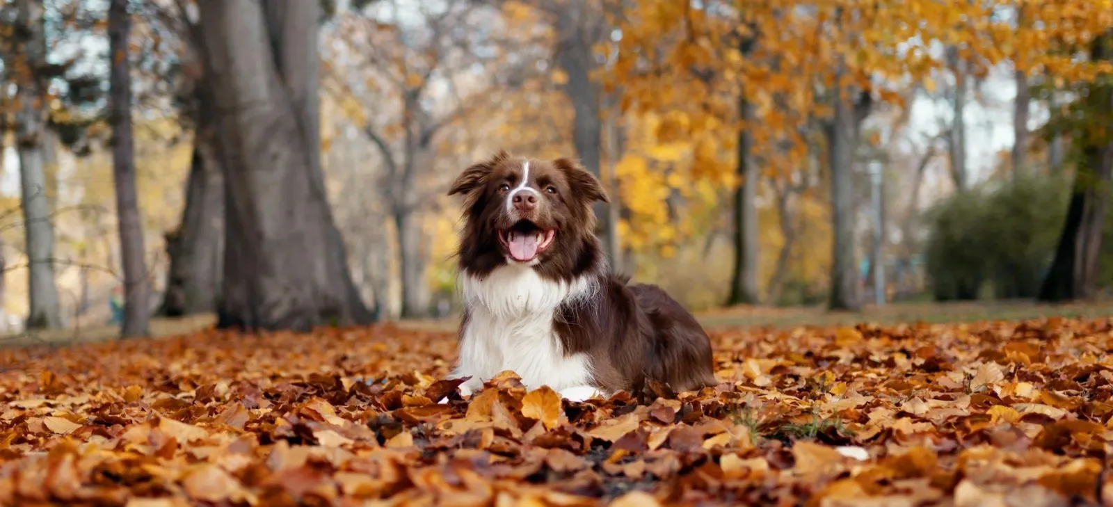 Loved Up Pup Dog Grooming