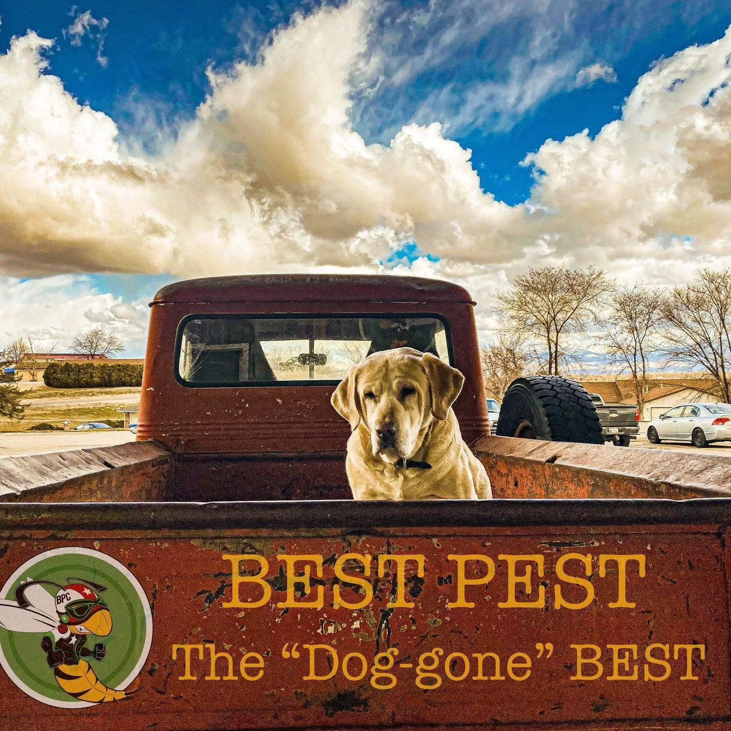 Best Pest Control and Services