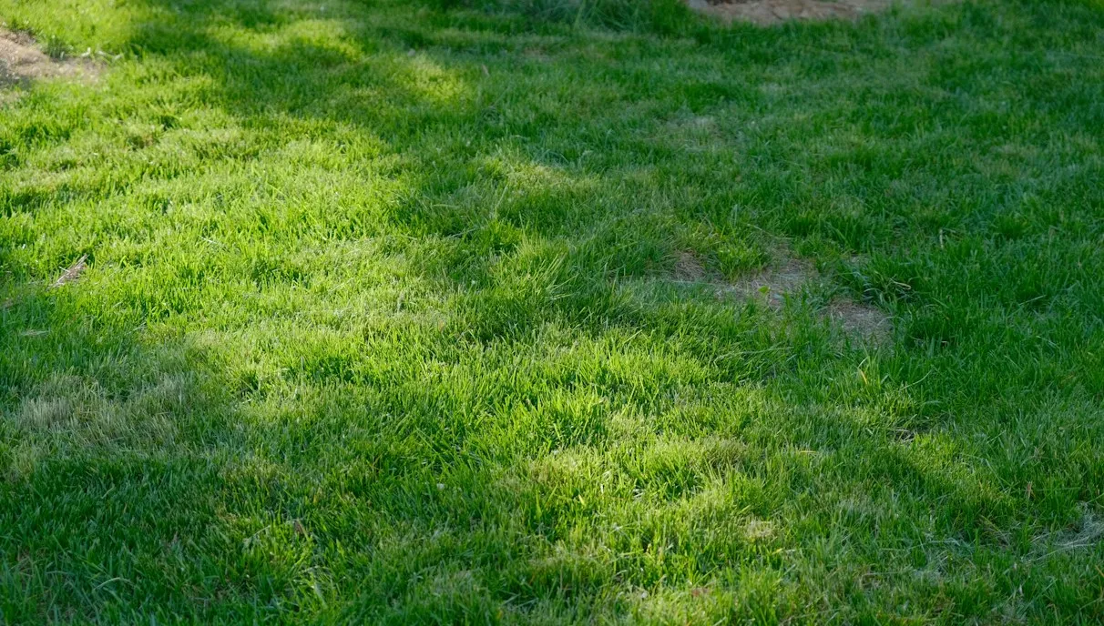 Brown’s Lawn In Order