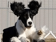 Dog Sports at Kim's logo